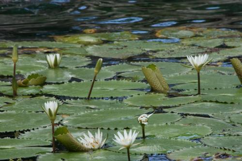 pretty water lilies in a centote, a deep well or sinkhole
