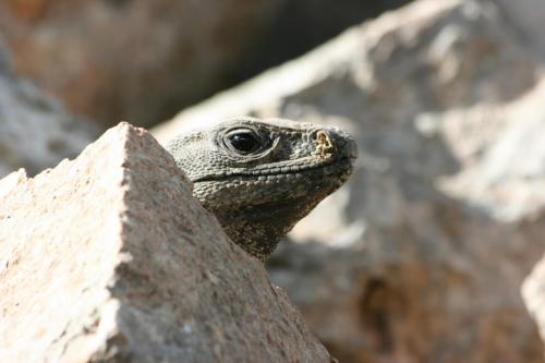A not so little lizard hanging out between the warm rocks